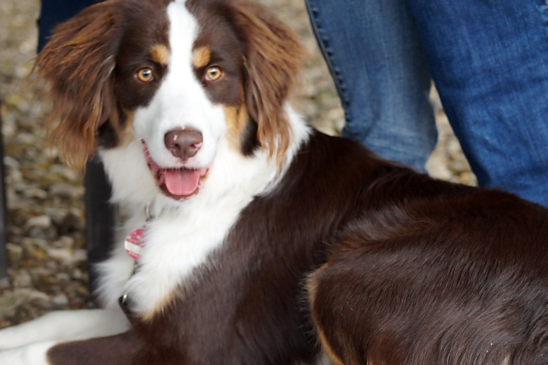 Lupin, Agility Nachwuchs, Mini Australian Shepherd