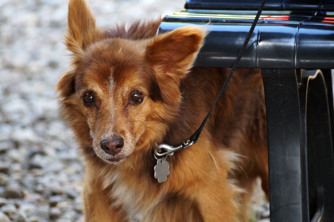 Maja, Agility Veteranin, Deutsche Meisterin der Minis